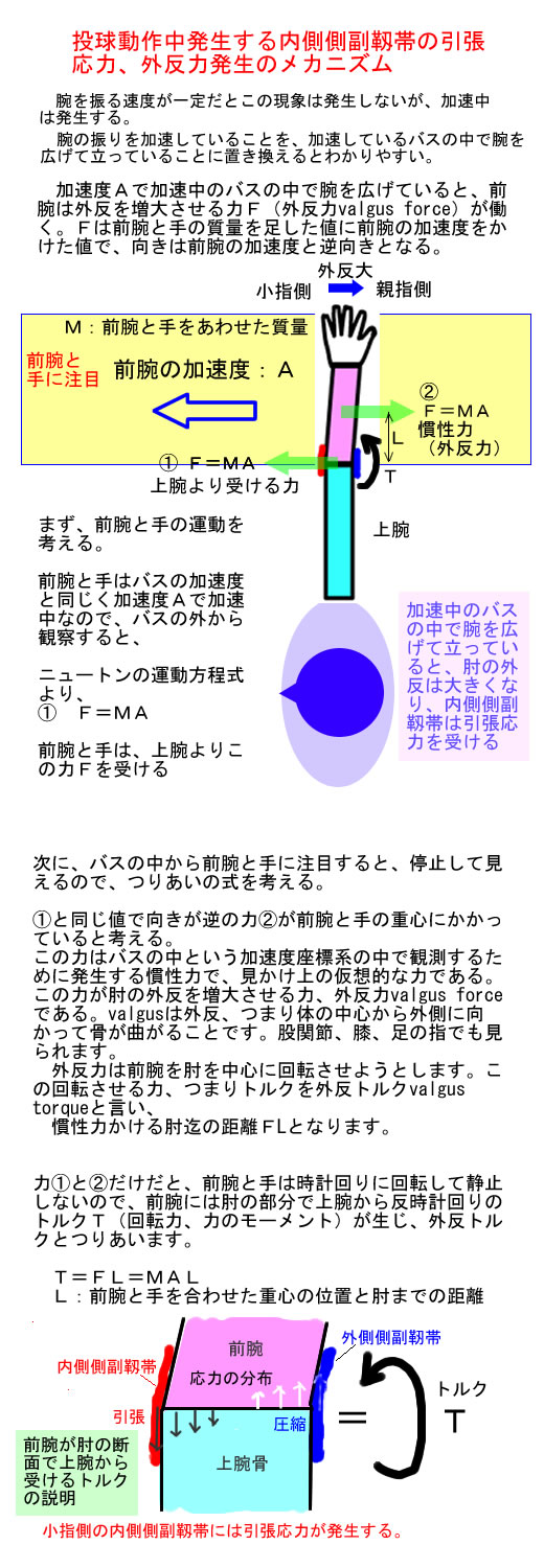 内側側副靱帯と外反力発生メカニズム.jpg