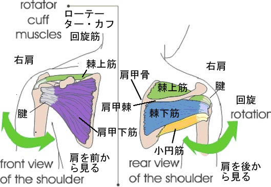 Rupture-of-The-Rotator-Cuff2.jpg