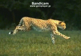 cheetah run new.gif