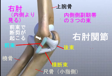 elbow medial collateral ligament.jpg